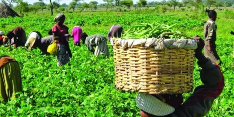 Jimsan Smart Agri Powers Nigeria’s Food Security with Climate-Smart Farming Innovations