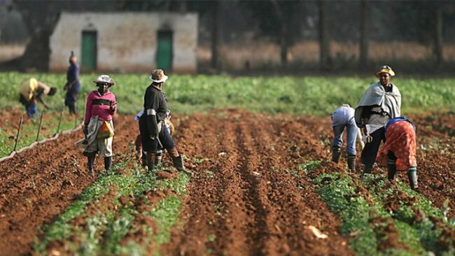 Teaming Up for Tomorrow: EDC and AGRA Link Arms to Fuel Nigeria's Farm Startups