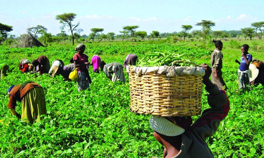 Nigerian Agribusiness Giant Lands €1.26M Boost to Transform 3,500 Farmers' Fortunes