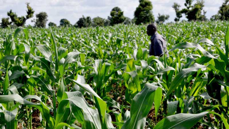 Nigerian Agri-Tech Powerhouse Joins Forces with Carbon Innovator to Boost Sustainable Farming