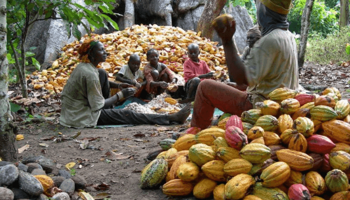 Boosting Cocoa Dreams: WACOT Delivers N158 Million Lifeline to Thriving Farmers