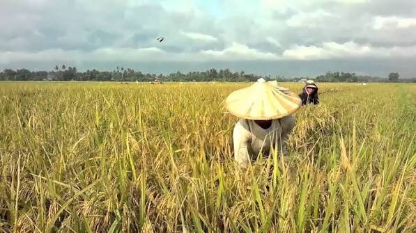 Mama Gold, Mama's Pride and the Fight for Nigeria's Rice Bowl
