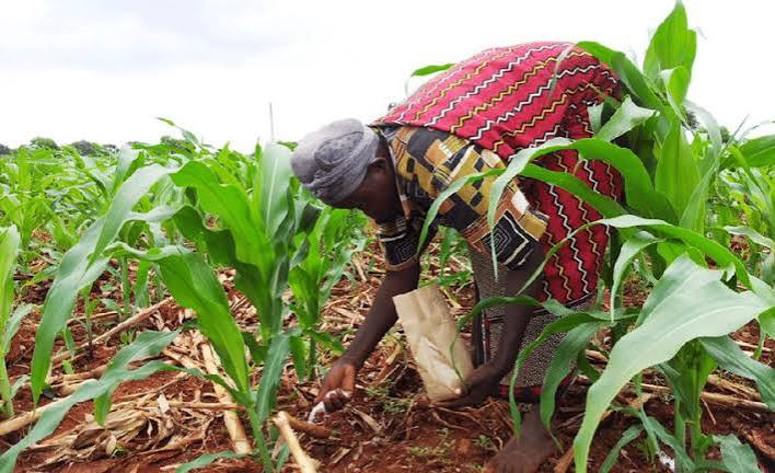 Genuine or Gambled: Inside Nigeria's Fertilizer Brands and the Fight Against Fakes