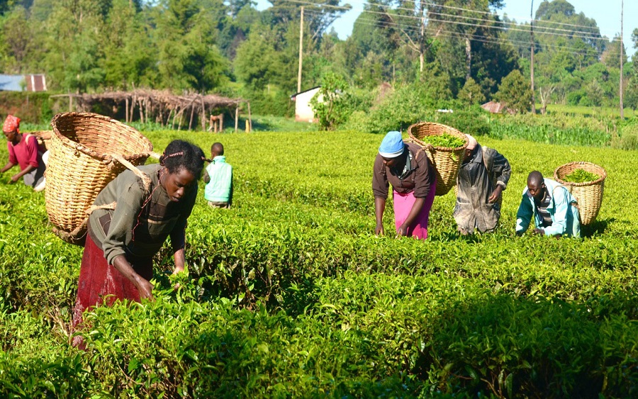 10 Best Agribusiness Investors in Nigeria