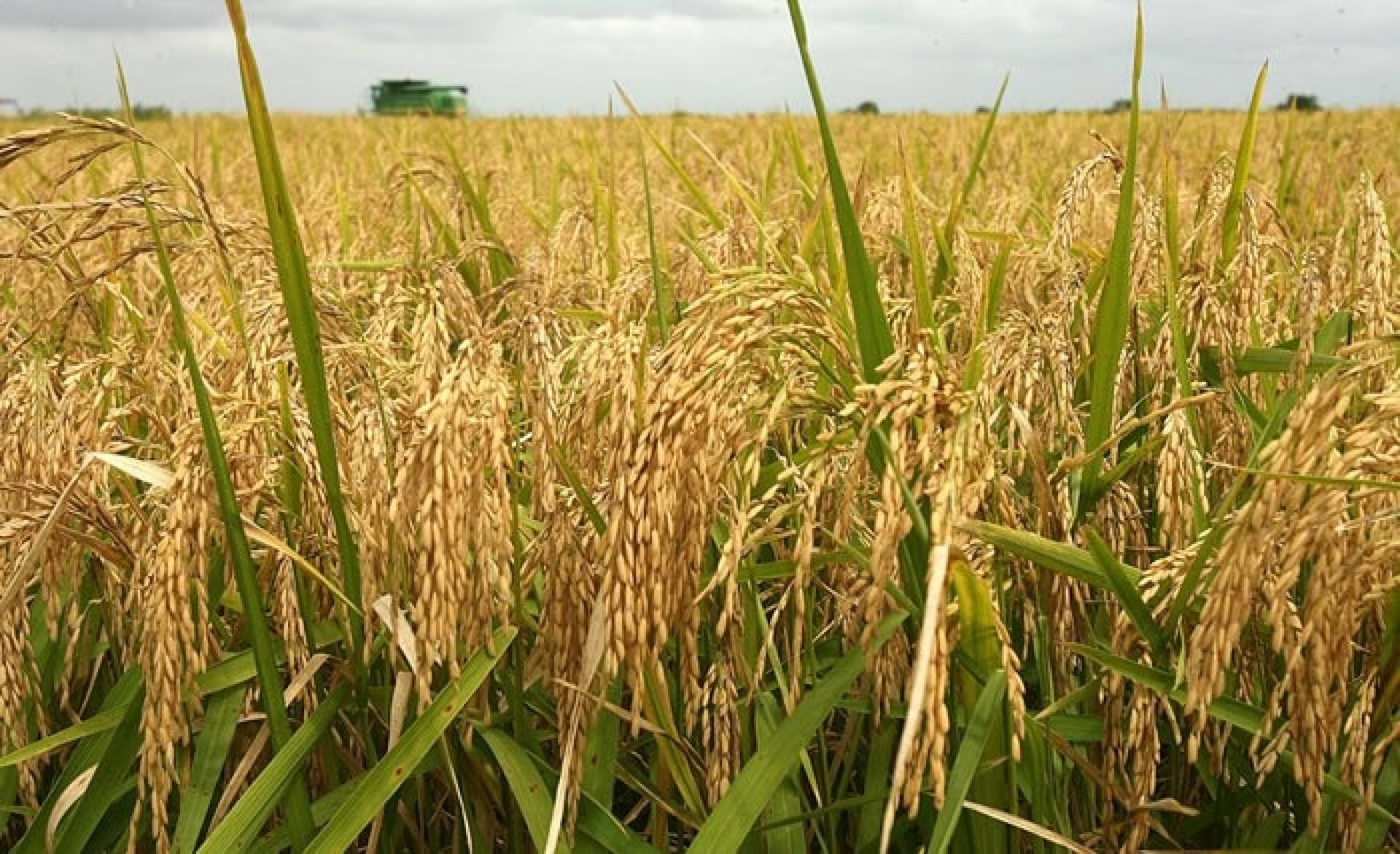 10 Best Rice Milling Companies in Nigeria