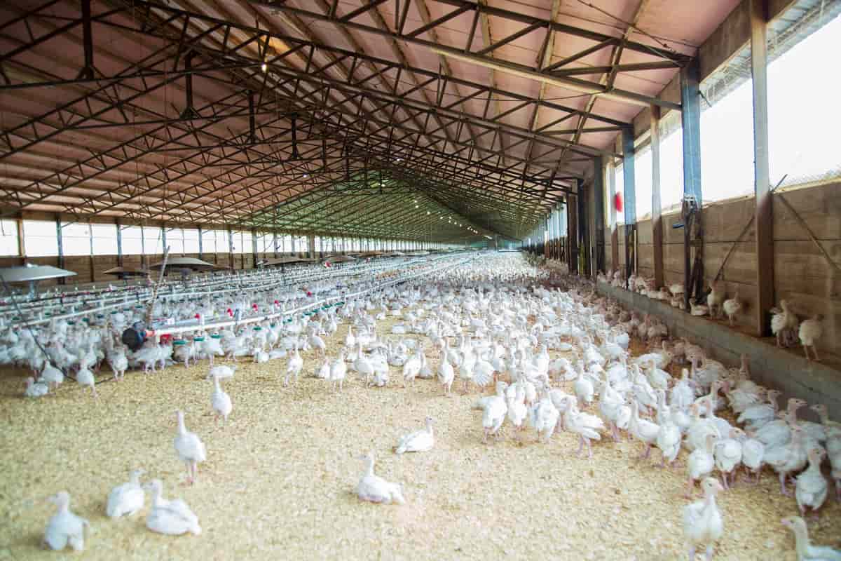 10 Best Poultry Farming Companies in Nigeria