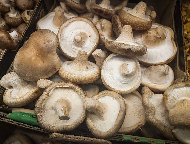 OGUJI AGRO INTERNATIONAL LTD