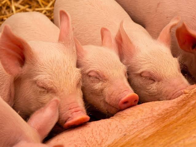 Pig Farming Business