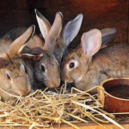 Rabbit Farming Business