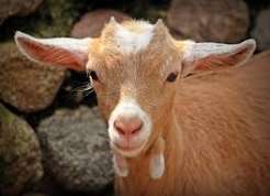Goat Farming Business